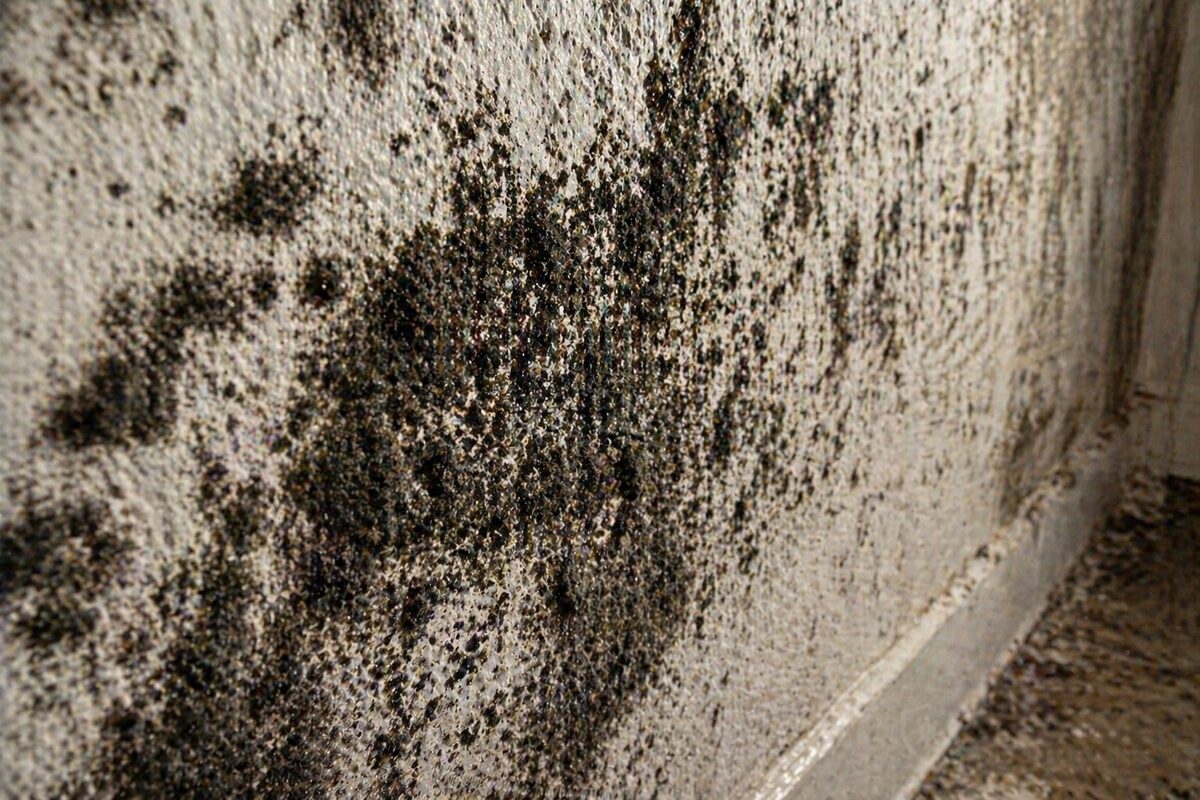 Black mold removal Boca Raton